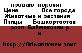 продаю  поросят  › Цена ­ 1 000 - Все города Животные и растения » Птицы   . Башкортостан респ.,Баймакский р-н